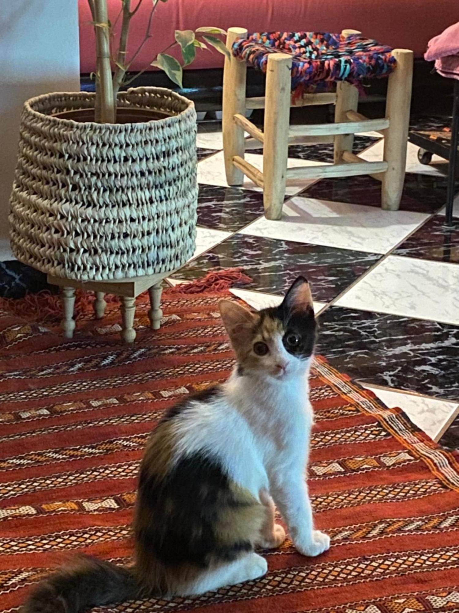 Riad Palmier Fleuri Marakeş Dış mekan fotoğraf